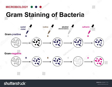 Gram Stain Chart