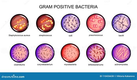 Gram-positive bacteria: