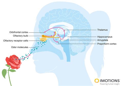 Grams to OU: Unveiling the Transformative Potential of Olfactory Units