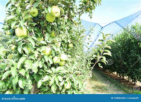 Granny Smith: The Equestrian Sage of Apple Orchard