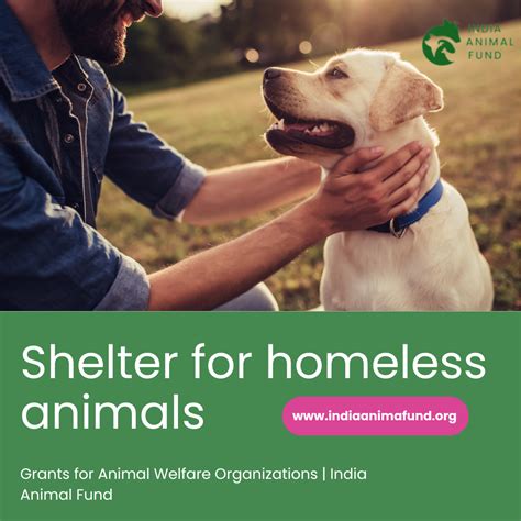 Grants for Animal Rescue: Unlocking Resources for Animal Welfare