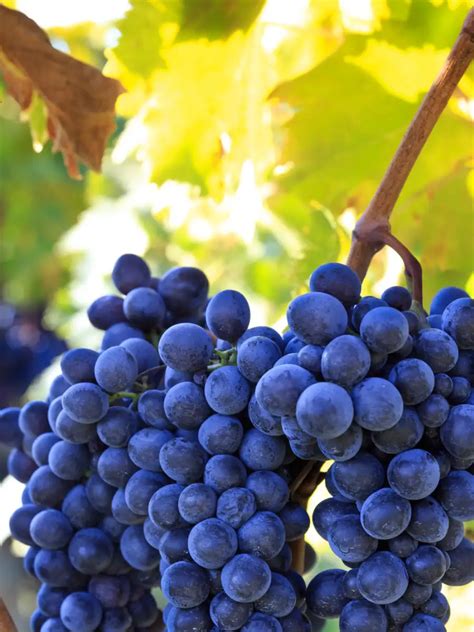 Grape Crystals: The 8 Incredible Health Benefits You Never Knew