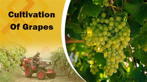 Grape Cultivation and Processing PDF