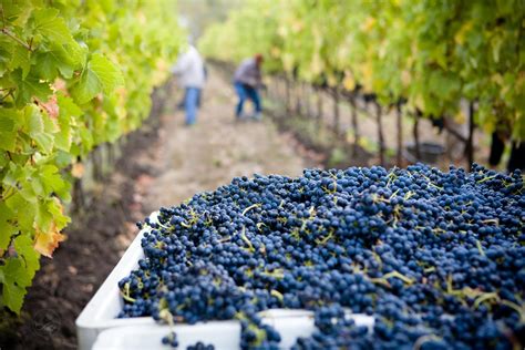 Grape Harvesting: