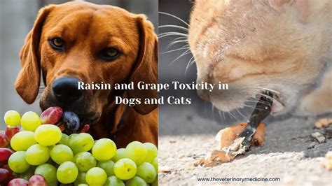 Grape Toxicity: A Serious Threat to Dogs