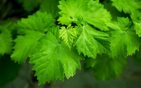 Grape leaves