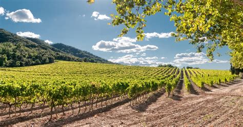 Grapes and Terroir