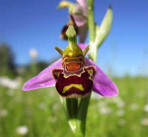 Graph: How Orchid Bees Help Orchids (in 10,000+ Words)