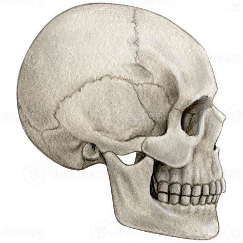 Graphics More Human Skull Non Retail Doc