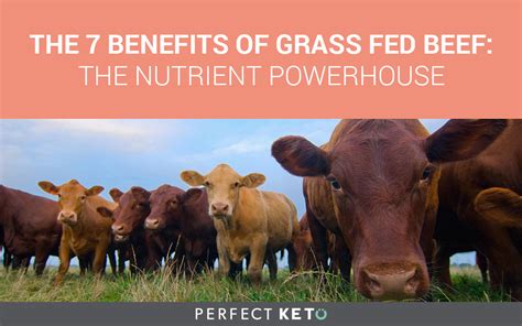 Grass: A Nutritional Powerhouse