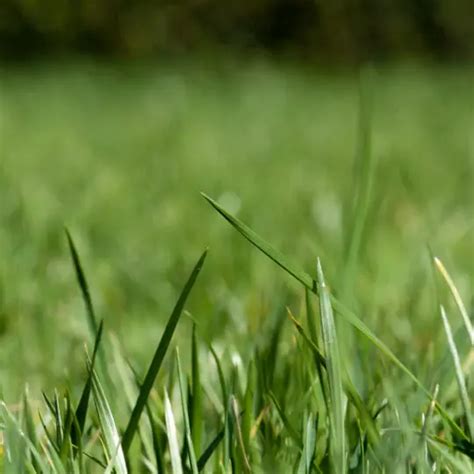 Grass Fertilizer for Spring: 5 Essential Tips for a Lush, Green Lawn