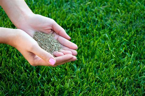 Grass Seed: The Canvas for a Vibrant Lawn: