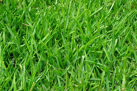 Grass Species: