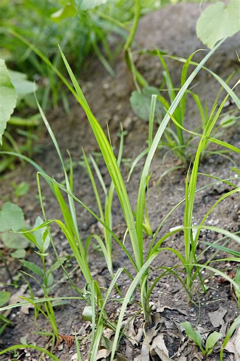 Grass Weed & Feed: The Ultimate 3-in-1 Solution