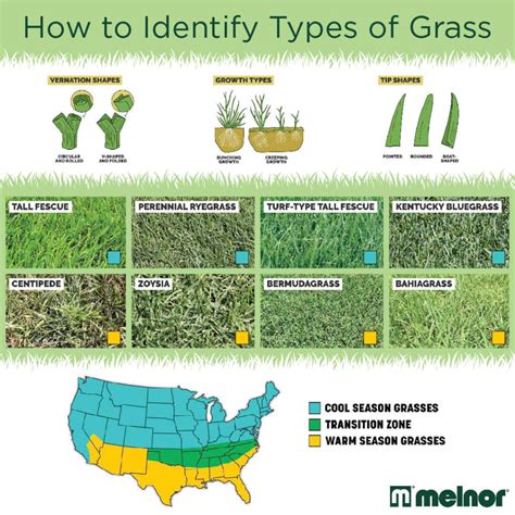 Grass species: