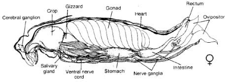 Grasshopper Dissection Lab Answers Doc