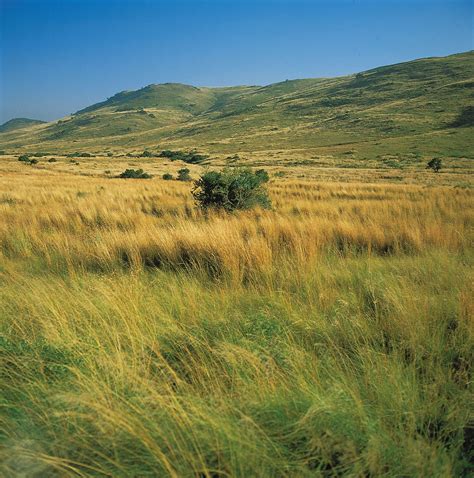 Grassland: