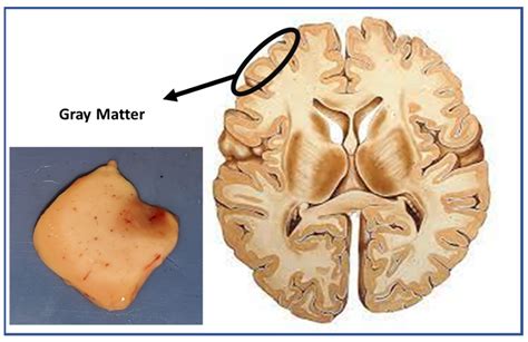 Gray Matter Reader