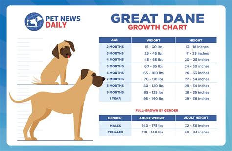 Great Dane Height Chart