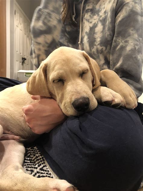 Great Dane Lab mix puppy