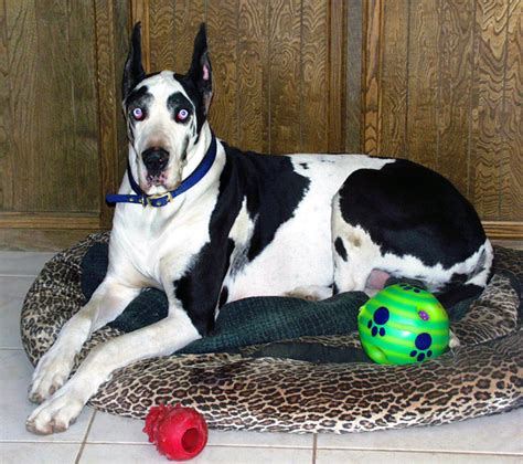 Great Danes for Adoption Near Me: Embracing a Gentle Giant