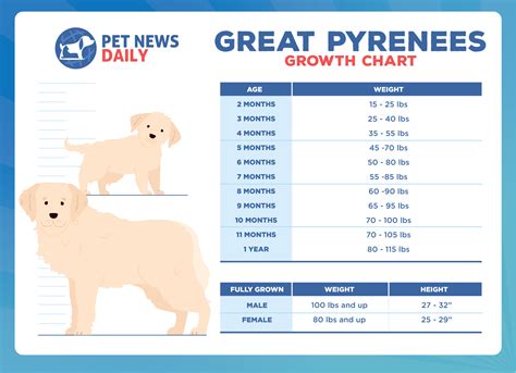 Great Pyrenees Height Chart