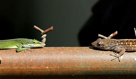 Green Anole Meets Brown Anole Doc