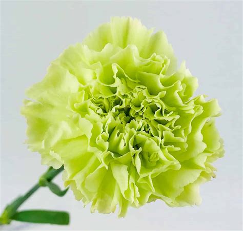 Green Carnation Kindle Editon