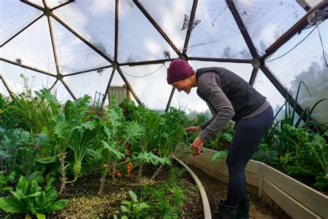 Greenhouses for Sale: A Comprehensive Guide to Finding Your Perfect Growing Oasis