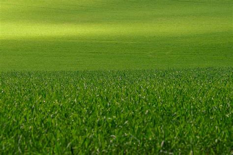 Greenlawn Fertilizer: 5 Proven Ways to Keep Your Lawn Lush and Healthy