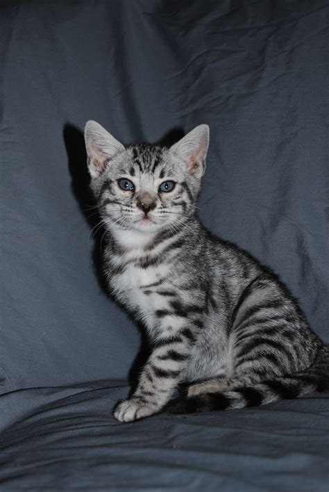 Grey Bengal kittens