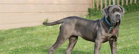 Grey Mastiff for Sale: The Ultimate Guide to Finding Your Perfect Companion