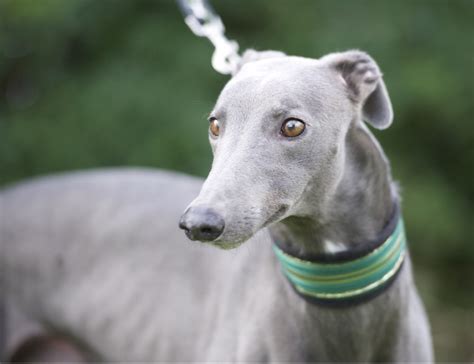 Greyhound Adoption Iowa: Find Your Perfect Companion