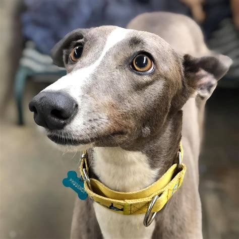 Greyhound Adoption Near Me: A Comprehensive Guide