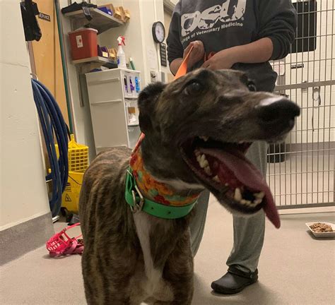 Greyhound Adoption in Ohio: Finding a Loving Companion and Giving Back