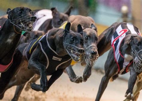 Greyhound Bet: O Guia Essencial para Apostadores de Corridas de Galgos