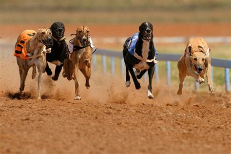 Greyhound Bet: Um Guia Abrangente para Apostas Excitantes em Corridas de Galgos