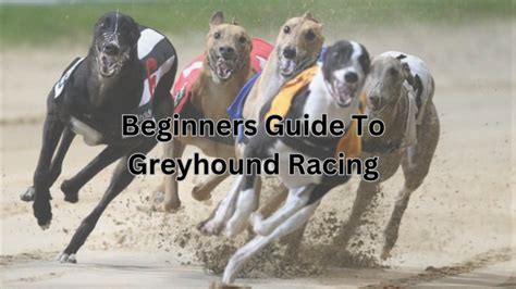 Greyhound Oddschecker: The Ultimate Guide to Betting on Greyhound Races