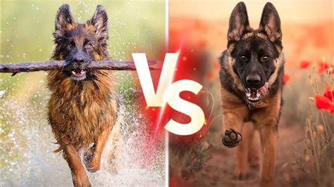 Greyhound vs. German Shepherd: A Clash of Titans