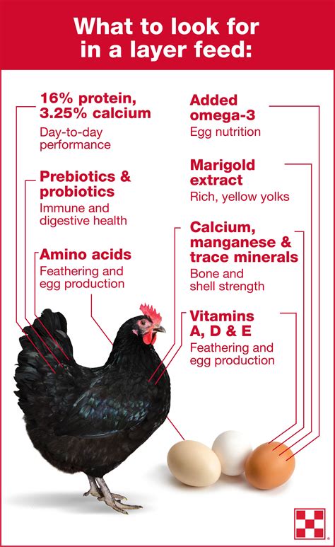 Grit for Hens: A Comprehensive Guide to Essential Nutrients for Optimal Health and Productivity