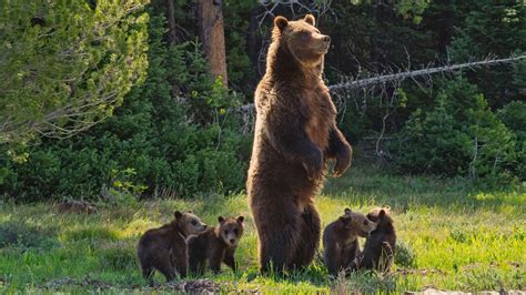 Grizzly 399: The Queen of the Tetons