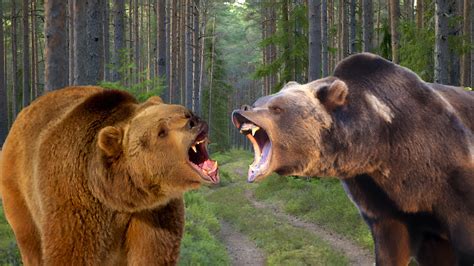 Grizzly Bear vs Brown Bear: A Comprehensive Showdown