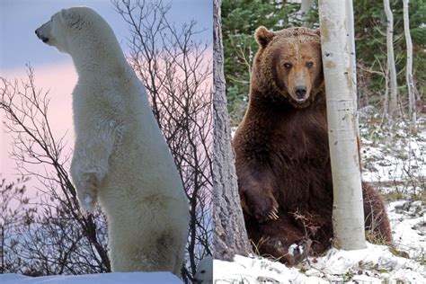 Grizzly Bear vs. Black Bear: A Clash of the Titans