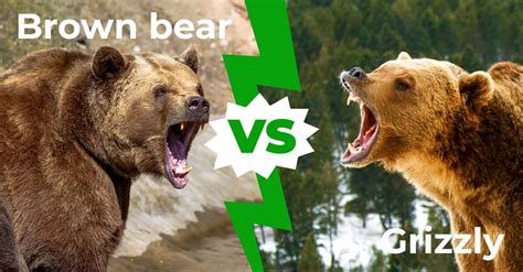 Grizzly Bear vs. Brown Bear: A Clash of Giants