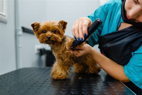 Groomer Near Me for Dogs: Find the Best One in 3 Simple Steps