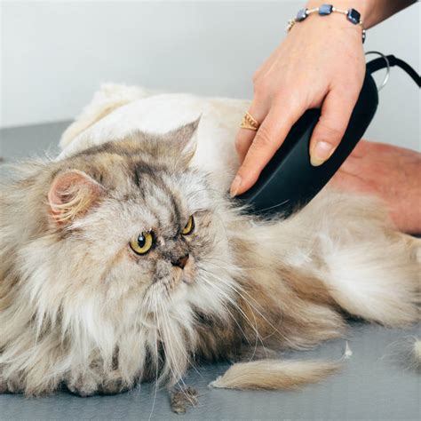 Groomers for Cats Near Me: Discover Expert Feline Care