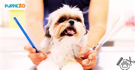 Grooming Dogs Near Me: Your Ultimate Guide to Professional Pet Grooming