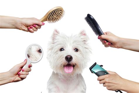 Grooming Pets Near Me: Everything You Need to Know