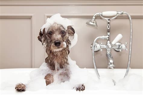 Grooming Tubs: The Ultimate Guide to Bathing Your Furry Friend