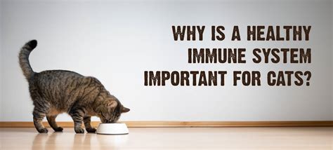 Grooming and Hygiene: The Essentials for a Healthy Cat's Immune System in 2025